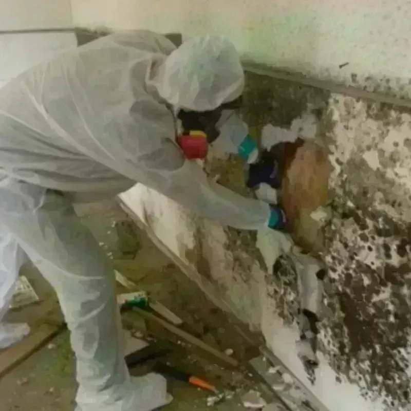 Mold Remediation and Removal in Falmouth, MA